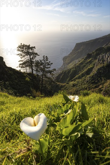 White blossom of a calla, evening mood, green coastal landscape on a steep cliff, sea and coast,