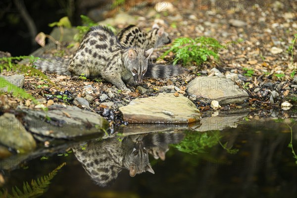 Common genet (Genetta genetta) at the shore of a lake, wildlife in a forest, Montseny National