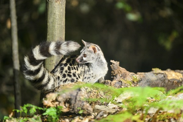 Common genet (Genetta genetta), wildlife in a forest, Montseny National Park, Catalonia, Spain,