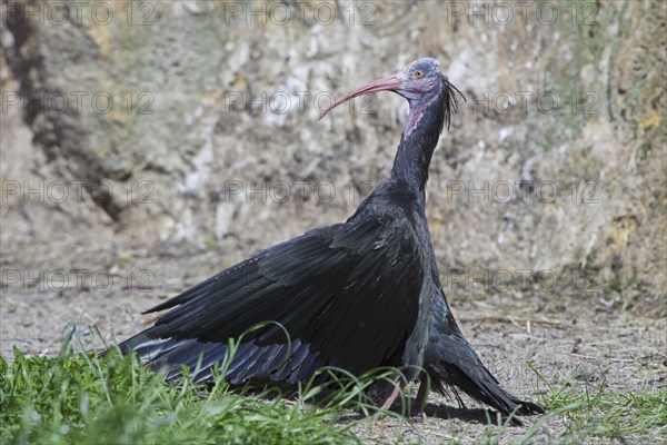 Northern bald ibis, Hermit ibis, Waldrapp (Geronticus eremita), adult bird taking sunbath with