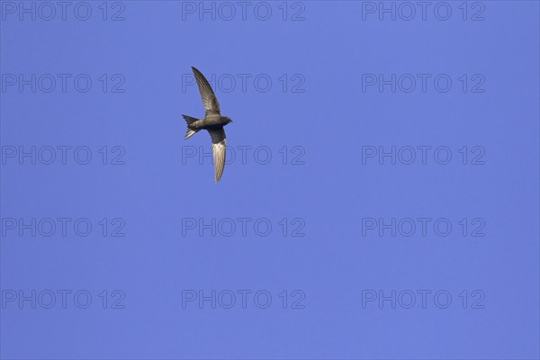Common swift (Apus apus) in flight against blue sky