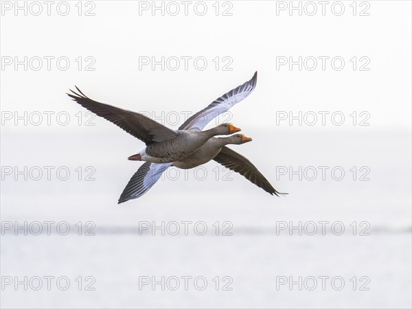 Graugans (Anser anser), zwei Vögel im Flug, über dem Naturschutzgebiet Mokbaai, auf der Insel