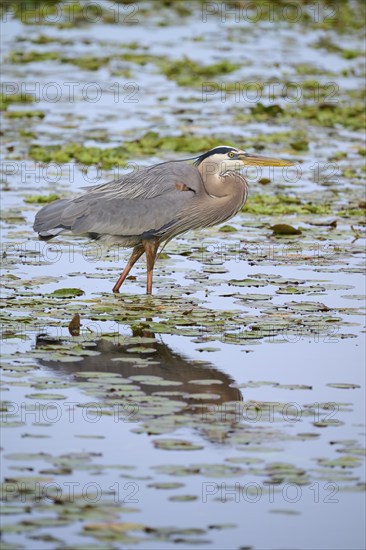 Canada Heron (Ardea herodias), in a marsh with lily pads, Wakodahatchee Wetlands, Delray Beach,