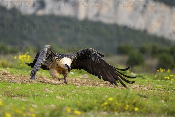 Bearded Vulture (Gypaetus barbatus) adult bird in flight with mountains in the backround, Pyrenees,