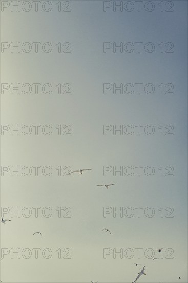 Seagulls off the coast of the Greek island of Skiathos, Greece, Europe