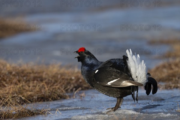 Black grouse (Lyrurus tetrix, syn.: Tetrao tetrix), Sweden, Europe