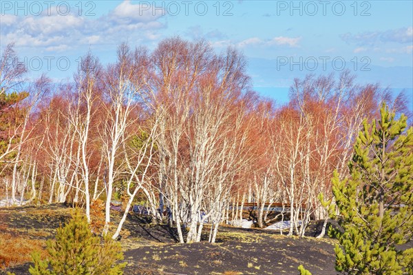 Birch trees (Betula aetnensis) sprouting, Etna, Sicily, Italy, Europe