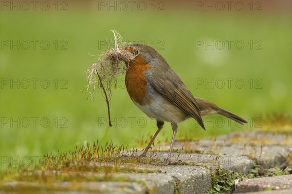 European robin (Erithacus rubecula) adult bird with nesting material in its beak in a garden in