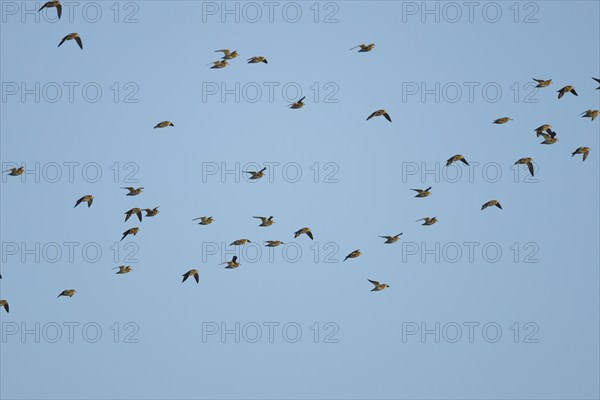 Golden plover (Pluvialis apricaria) adult birds flying in a flock, England, United Kingdom, Europe