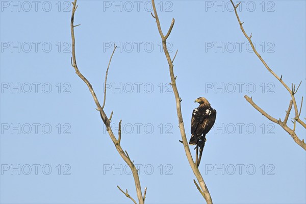 Imperial eagle (Aquila adalberti), adult bird sitting on a branch, Lake Neusiedl National Park,