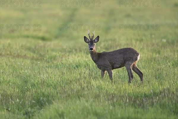 Roe deer (Capreolus capreolus), roebuck standing in a meadow, Lake Neusiedl National Park,