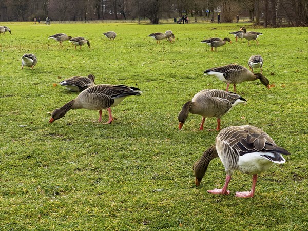 Greylag geese (Anser anser) in the English Garden, Munich, Bavaria, Germany, Europe