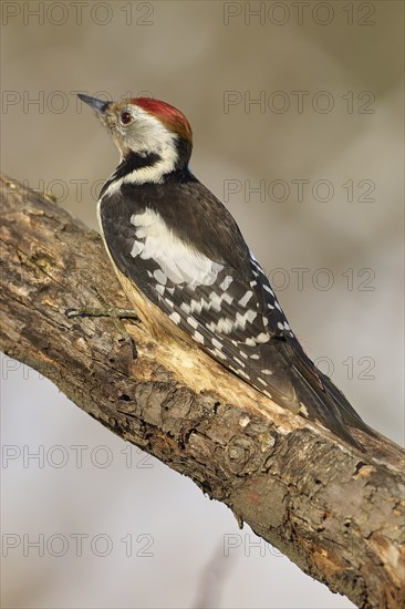 A middle spotted woodpecker (Leiopicus medius) with red, black and white feathers sitting on a tree