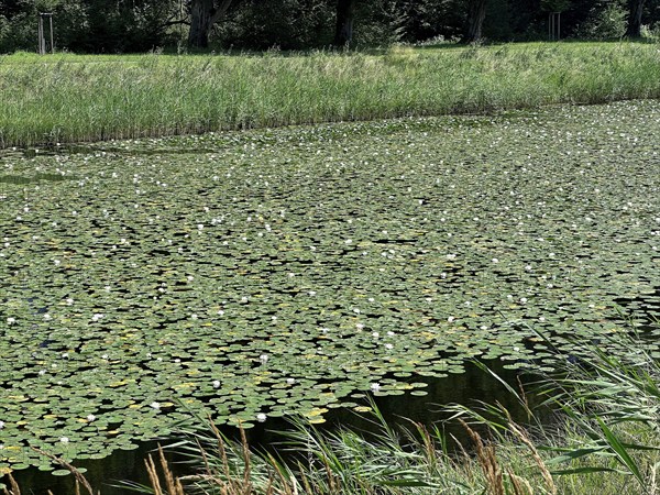 European white water lilies, white pond lilies, water lilies (Nymphaea alba) on large canal in