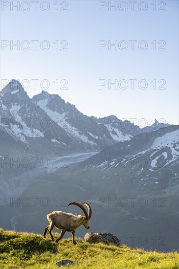 Alpine ibex (Capra ibex), adult male, in front of a mountain landscape in the morning light, behind