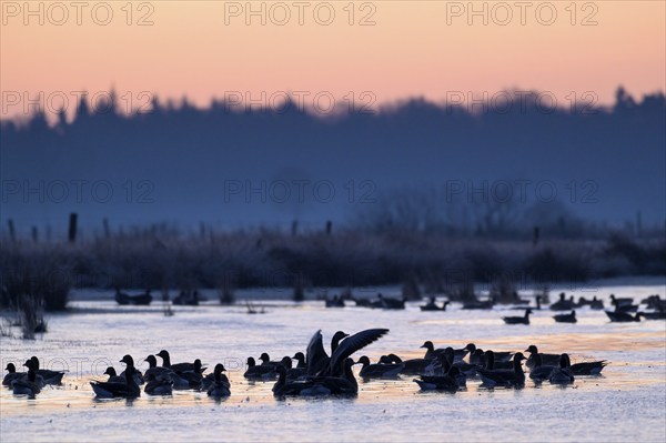 White-fronted Goose (Anser albifrons), at roost, in front of sunrise, dusk, morning, Dingdener