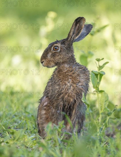 European hare (Lepus europaeus) with wet fur sitting in a field, wildlife, Thuringia, Germany,