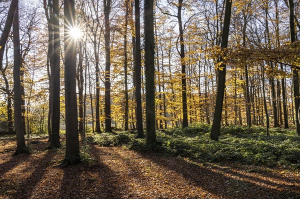 Autumn in the forest near Havixbeck, Münsterland, North Rhine-Westphalia, Germany, Europe