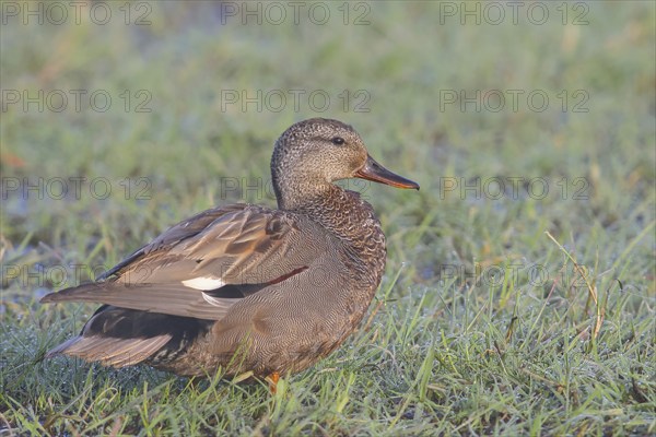 Gadwall (Mareca strepera) male in a wet meadow, morning dew, wildlife, nature photography
