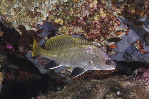 Mullet (Sciaena umbra) next to a rocky underwater area. Dive site Giens Peninsula, Provence Alpes