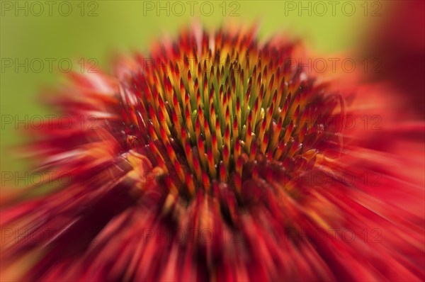 Flower impression, coneflower, purple coneflower, purple coneflower, purple coneflower, purple