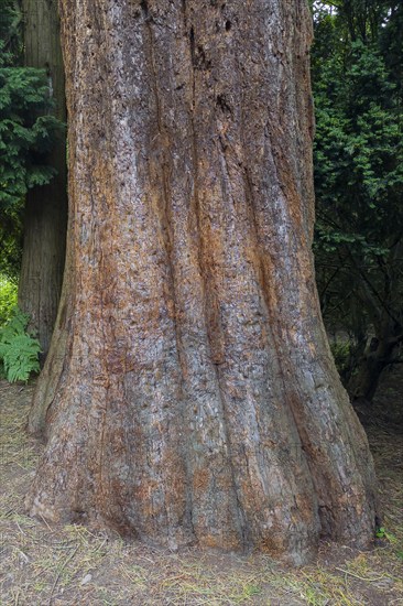Sequoia (Sequoioideae), tree trunk, bark, nature, tree, plant, old, Piesberg, Osnabrück, Germany,