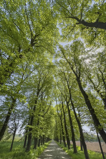 Tree avenue, trees, avenue, nature, cycle path, cycle track, recreation, climate, sunlight, leaves,