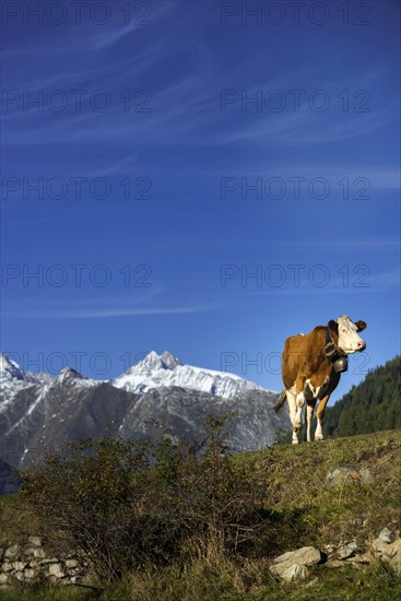 Cow with cowbell in the Swiss Alps, free-range, cattle farming, Valais, Switzerland, Europe
