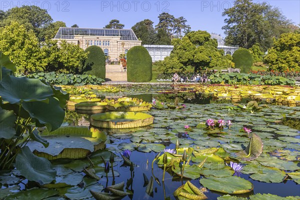 Water lily pond in the Zoological-Botanical Garden, Moorish Garden of the Zoo, Stuttgart,