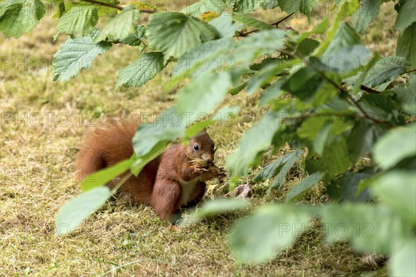 Eurasian squirrel (Sciurus vulgaris) eating a hazelnut, hazel (Corylus avellana), under hazel bush,