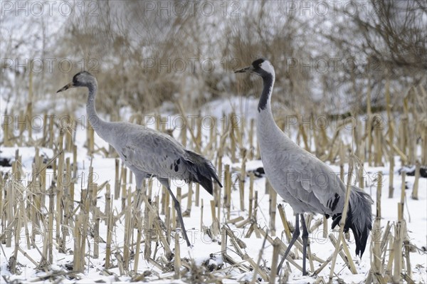 Cranes (grus grus) resting on their southbound migration while foraging in a harvested maize field