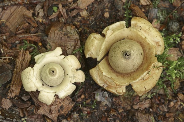 Collared earthstar (Geastrum triplex), North Rhine-Westphalia, Germany, Europe