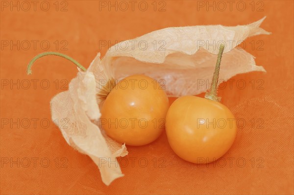 Cape gooseberry or Andean berry (Physalis peruviana), ripe fruit