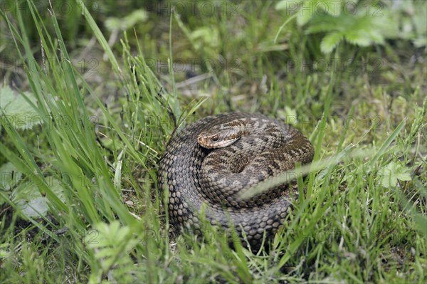 Common european viper (Vipera berus), North Rhine-Westphalia, Germany, Europe