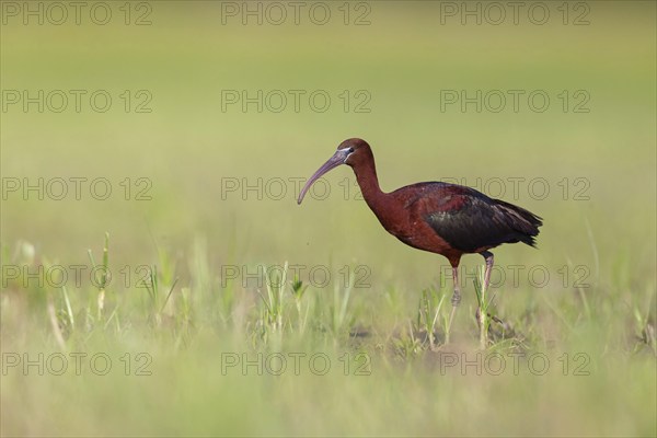 Glossy ibis (Plegadis falcinellus), Floating Hide fixed, Everglades NP, Florida, USA, North America