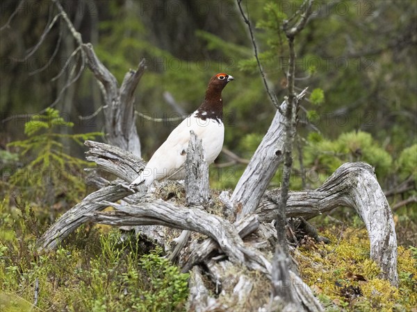 Willow ptarmigan (Lagopus lagopus) male, in summer plumage, perched on a dead tree stem, in a wood,