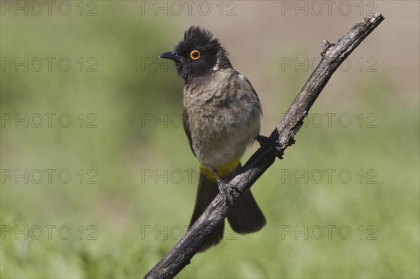 Masked Bulbul, (Pycnonotus nigricans) near the waterhole of Ondekaremba Farm, Namibia, Africa,