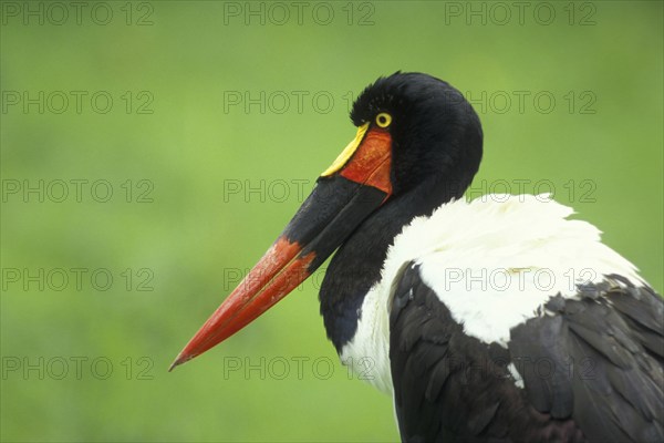 Portrait of the saddle-billed stork (Ephippiorhynchus senegalensis), head, captive