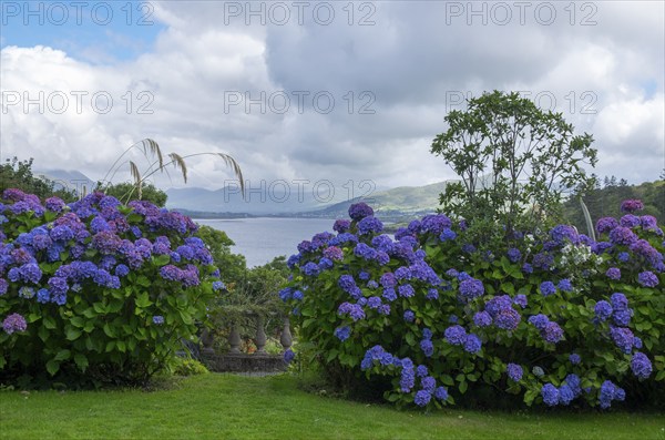 Garden of Glanleam House, Valentia Island, County Kerry, Ireland, Europe