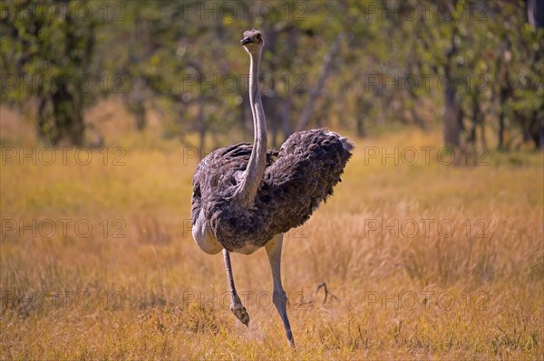 Struthio camelus, Ostrich, Botswana, Africa, Wildlife, Africa