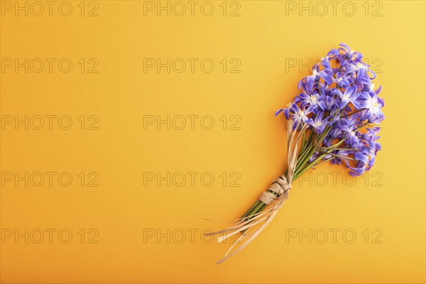 Spring snowdrop flowers bluebells orange pastel background. top view, flat lay, copy space, still