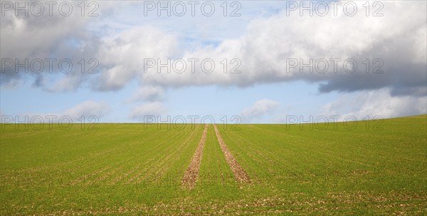 Lines going uphill towards the sky in a field of winter cereal crop Marlborough Downs, Wiltshire,