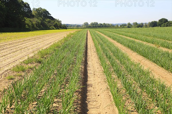 Green lines of onion crop growing in sandy soil, Sutton, Suffolk, England, UK