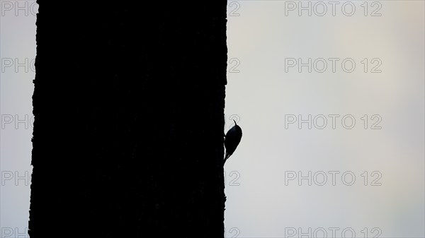 Silhouette of the woodcreeper (Certhia jamiliaris) on a tree trunk, Lower Rhine, North