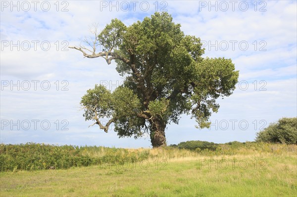 Black poplar tree, Populus nigra, Butley, Suffolk, England, UK