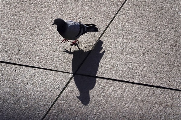 City pigeon with shadow, wintertime, Saxony, Germany, Europe