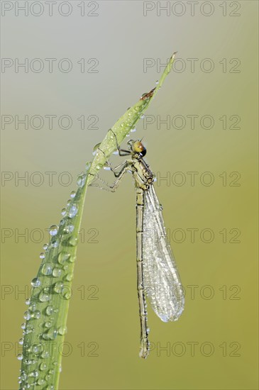 Small red-eyed damselfly (Erythromma viridulum), female, North Rhine-Westphalia, Germany, Europe