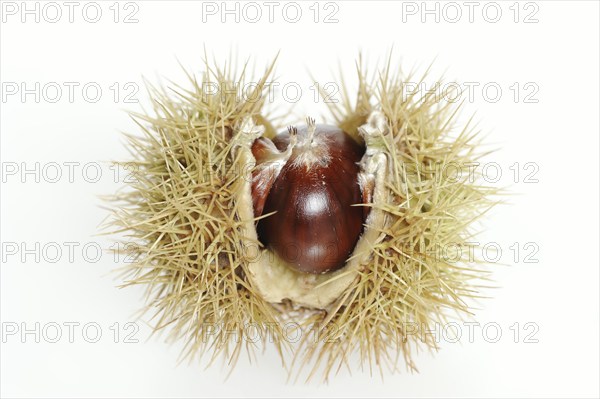 Sweet chestnut or sweet chestnut (Castanea sativa), fruit, chestnut on a white background