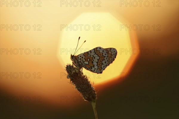Plantain Fritillary (Melitaea cinxia) at sunrise, Provence, Southern France
