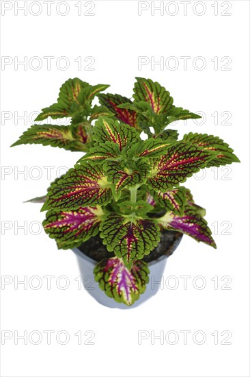 Colorful painted nettle 'Coleus Blumei' plant with dark pink veins on white background